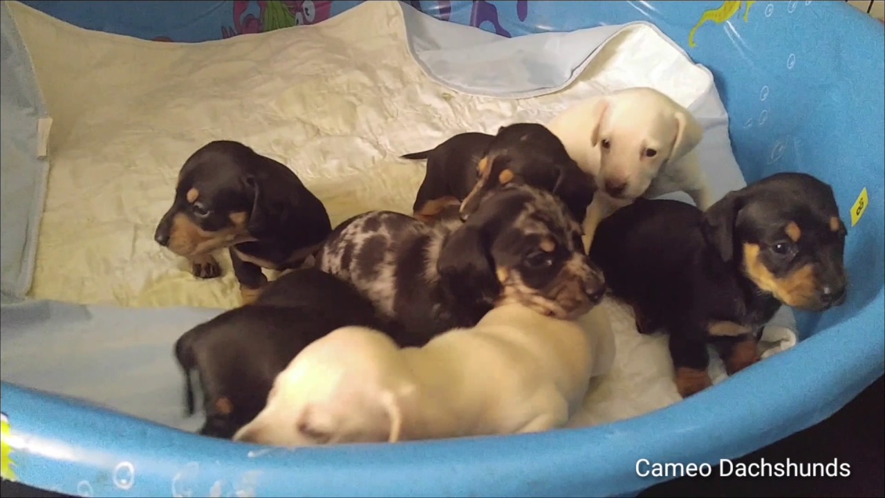 3 week old baby dachshunds #puppies