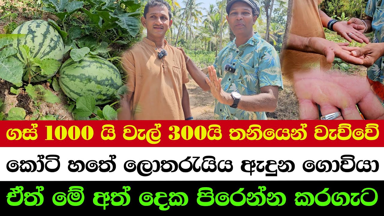 Planted 1000 Trees and 300 Vines All Alone | A Farmer’s Life Changed Forever – 70 Million Win