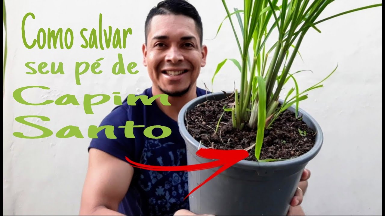 Como Salvar seu pé de capim santo contra a praga da ferrugem