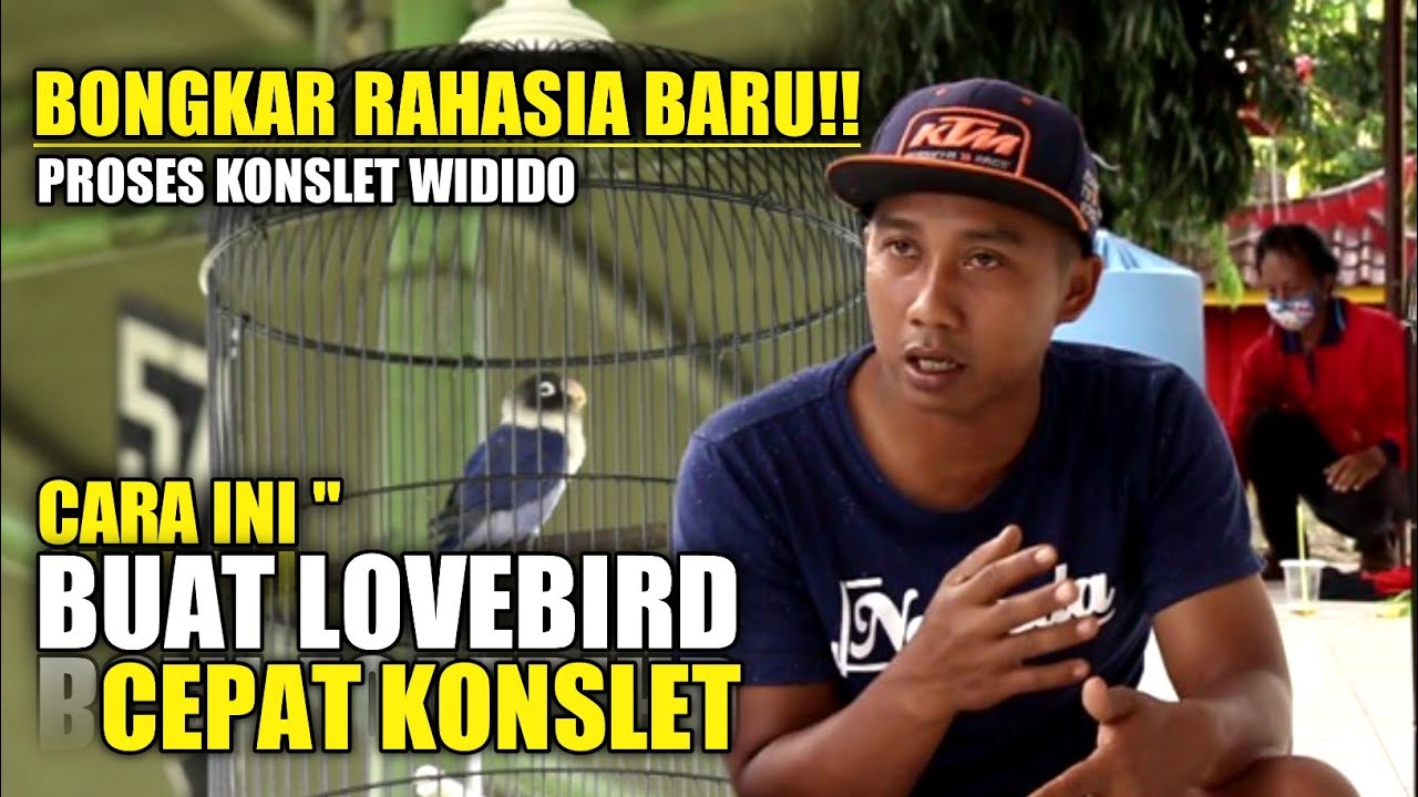 BONGKAR RAHASIA CETAK KONSLET TERBARU - BERSAMA OM DARSONO DAN AMUNISI BARUNYA LOVEBIRD WIDODO