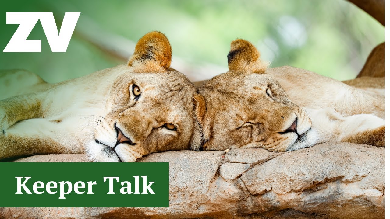 Lion keeper talk from Werribee Open Range Zoo
