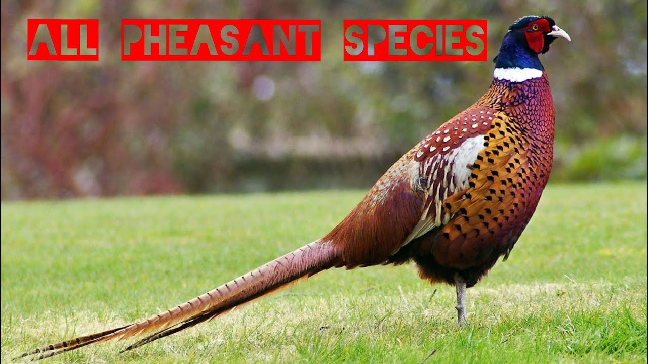 All Pheasant Species-World Species