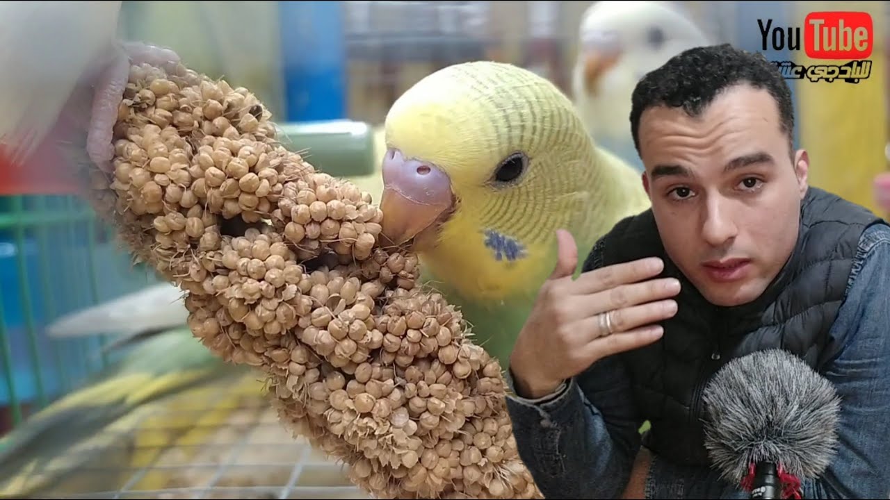 أجي تعرف الوقت لخاصك تفطم فيه الزغاليل 🦜 وكيفاش تفطمهم بالطريقة الصحيحة #للبادجي_عشق