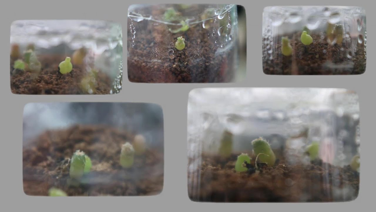 仙人掌種子 播種  用悶養方式  (品種 翠冠玉) (品種 岩牡丹)