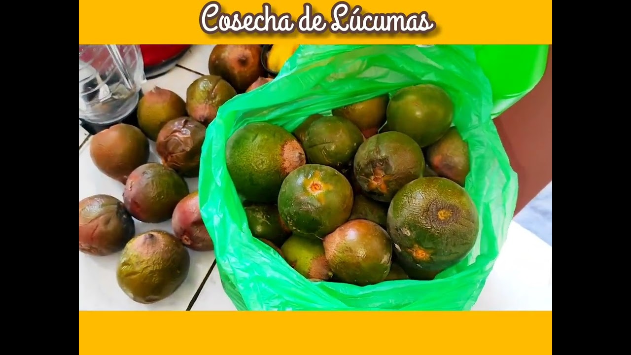 Cosecha de Lúcumas