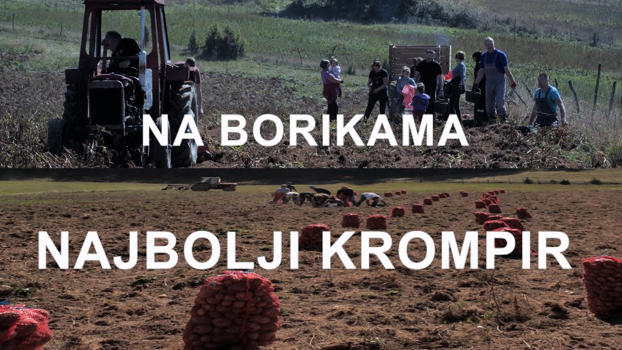 NA BORIKAMA NAJBOLJI KROMPIR