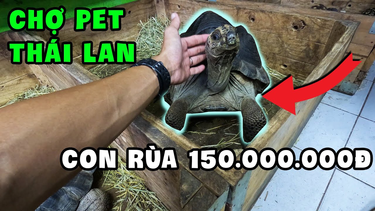 WAO... CON RÙA 150.000.000 Triệu | Chợ Thú Cưng Chatuchak Thái Lan