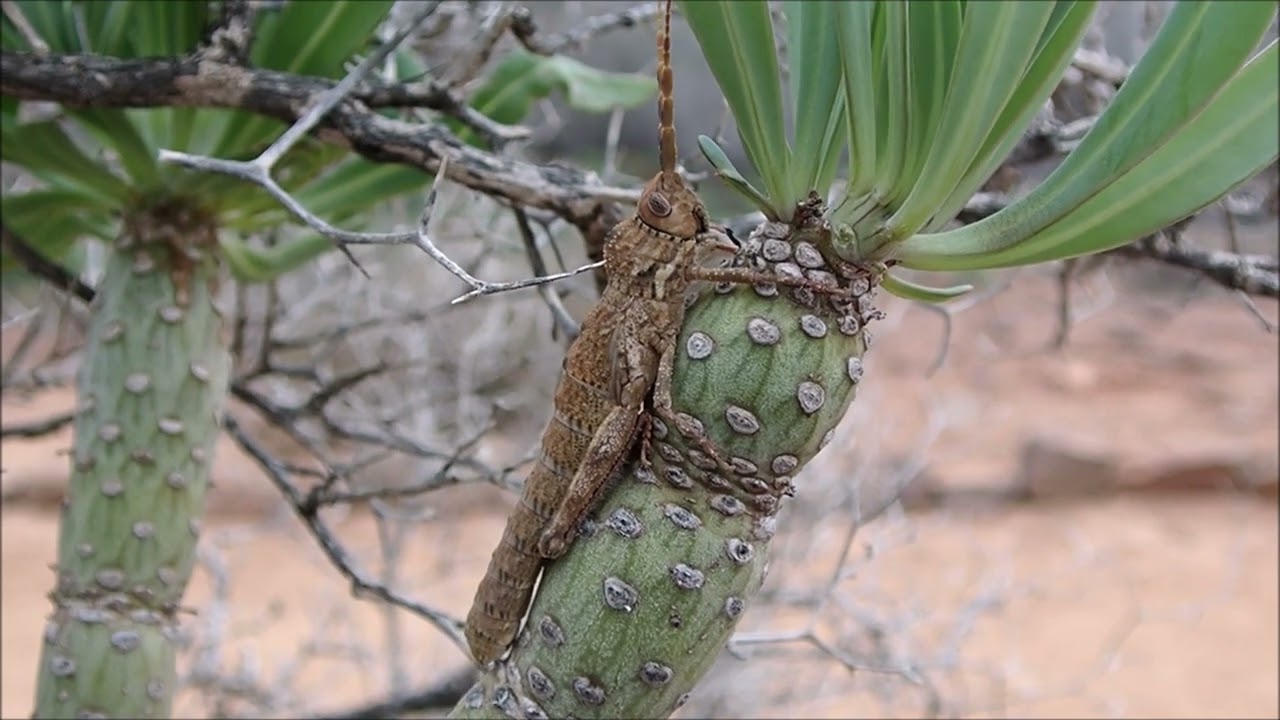 Grote insecten op de Canarische Eilanden: De Purpurarian Stone Grasshopper (Purpuraria erna)