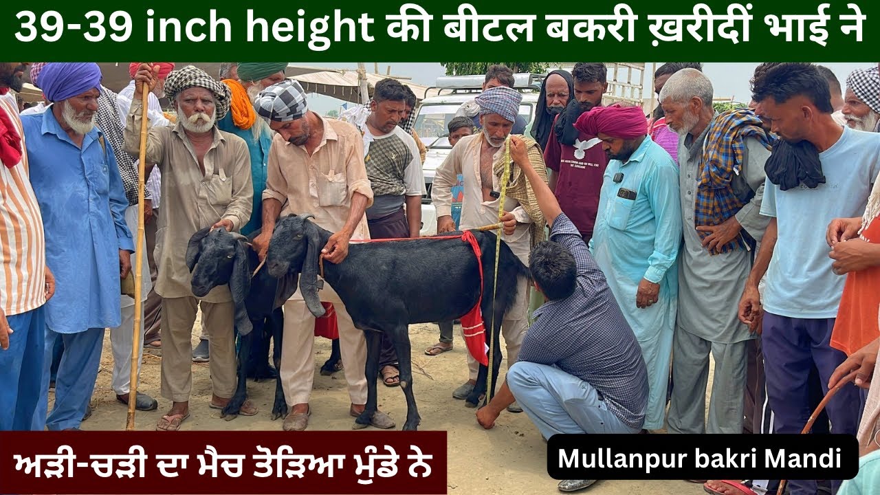 39-39 inch height की बीटल बकरी ख़रीदीं Mullanpur की मंडी से #live_sauda ਅੜੀ-ਚੜੀ ਦਾ ਮੈਚ
