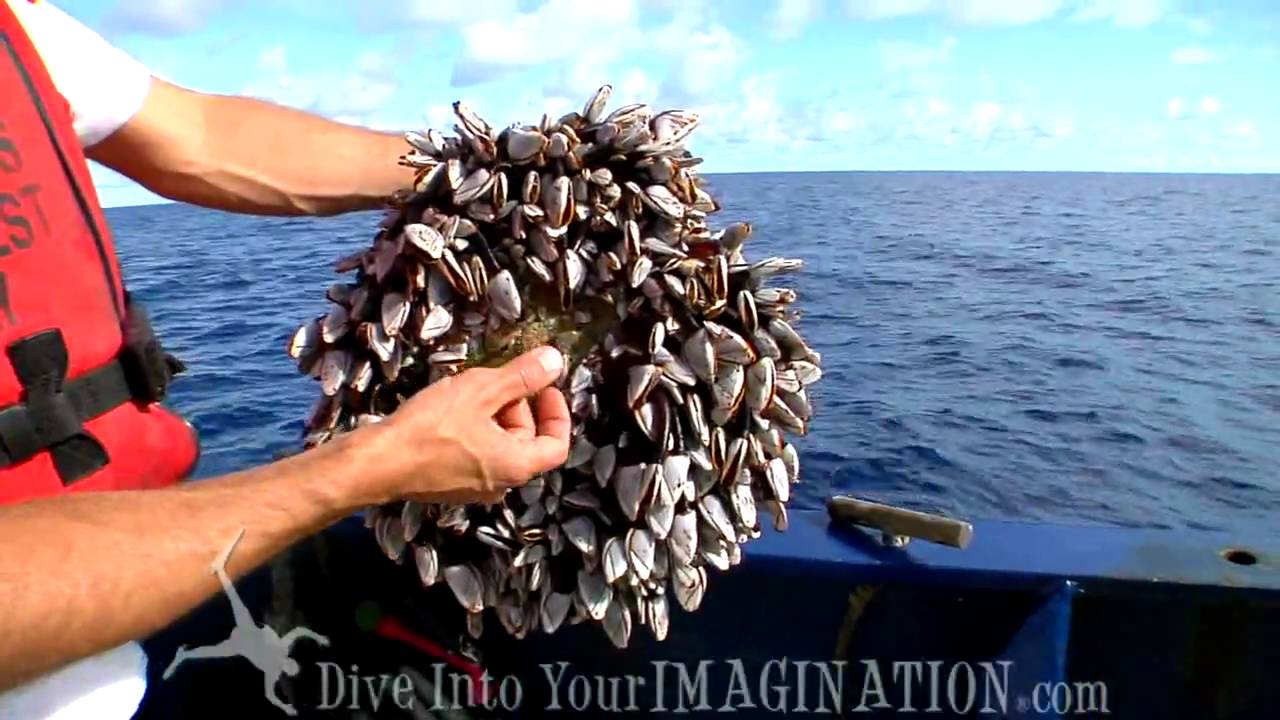 Project Kaisei - Jim Leichter Finds Barnacle Fouling Community - The Garbage Patch - Scripps