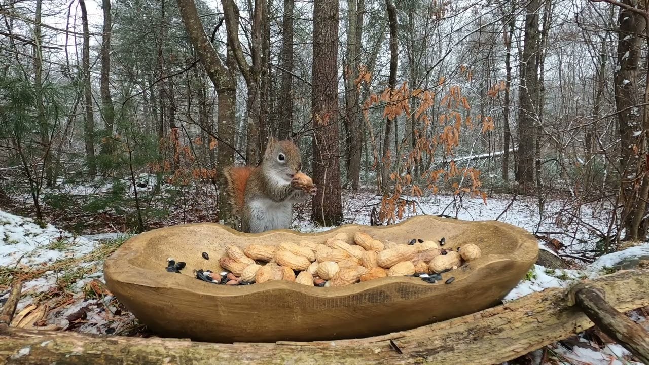 Little Red, Blue Jays,  Squirrels and More