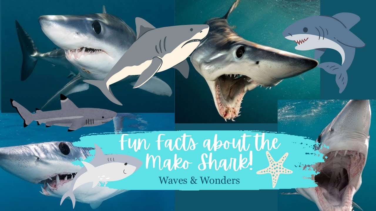 Fun Facts about the Mako Shark! 