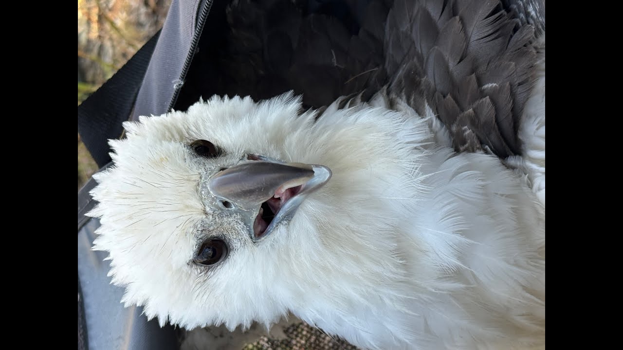 Rehabilitation Sea Eagle from the South Western region of Western Australia