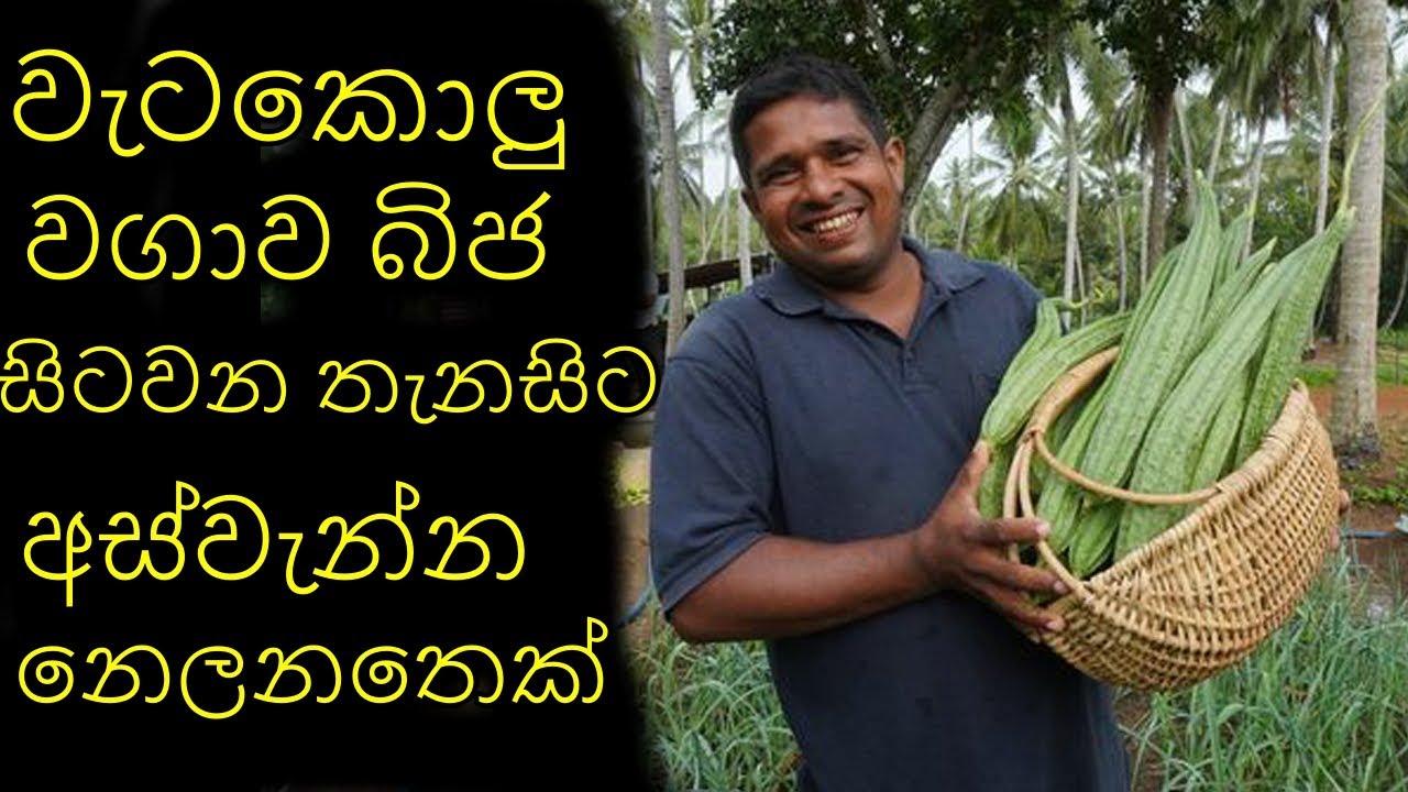 wetakolu wagawa වැටකොළු වගාව වැටකොලු වගාව Ridge Gourd Cultivation Ridge Gourd Home Gardening sinhala