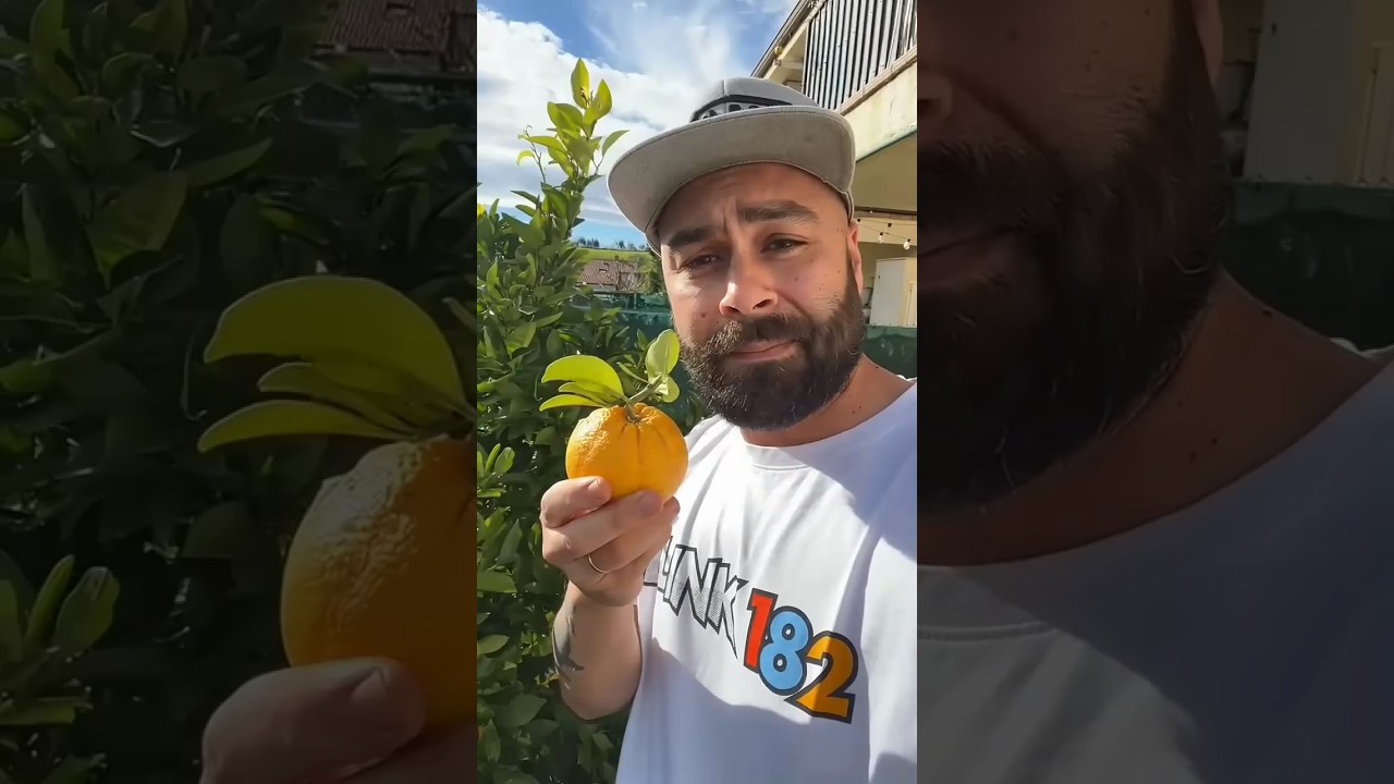ASMR AMERICA#3276'SORIGINAL DUBBLEBUBBLE GUM (3 FRUIT FLAVORS) AND...part3