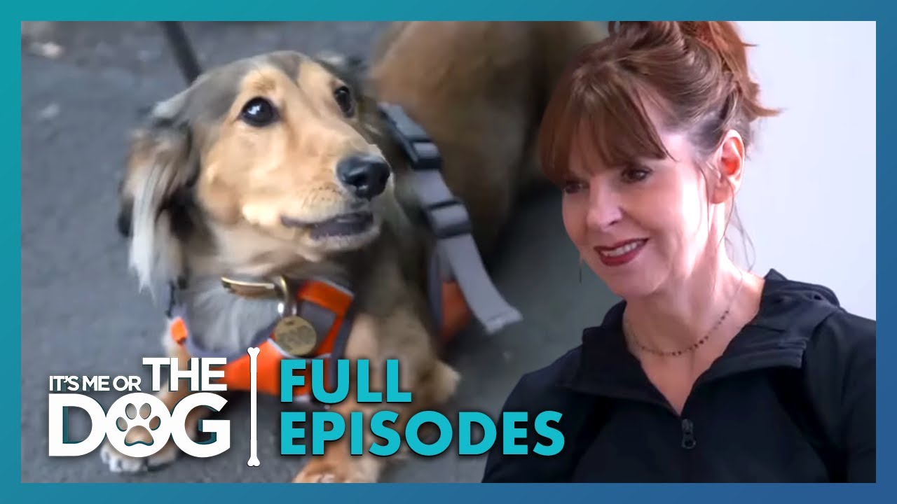 Taming Tiggy: The Demanding Dachshund | Full Episode | S2E8 | It's Me or the Dog UK (2021)