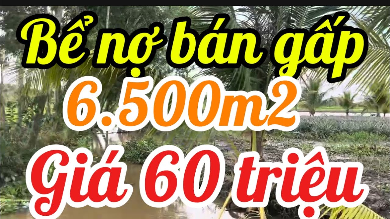 Bể nợ bán gấp 6.500m2 giá 60 triệu/1000m2 Xã Vĩnh hòa Hưng Tỉnh An Giang 