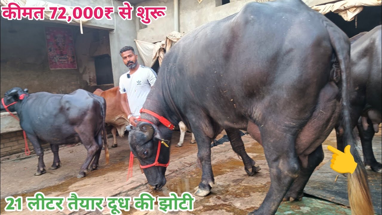 21 लीटर तैयार दूध की मुर्रा बिकाऊ कीमत 72,000₹ से शुरूआत। 6 भैंसे बिकाऊ दूध 13 से 21 लीटर