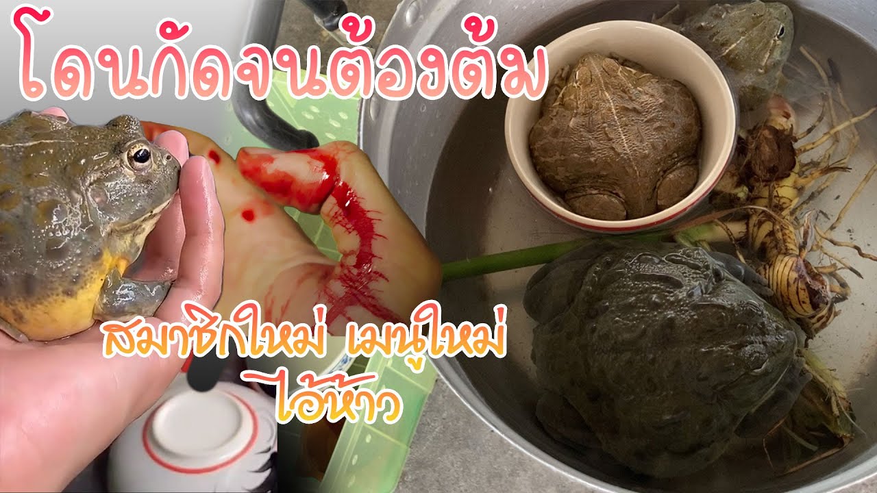 โดนกบกัดมือ โมโห จับกบมาต้ม (แนะนำสมาชิกใหม่ไอ้ห้าว) #กบ #africanbullfrogs #กบยักษ์