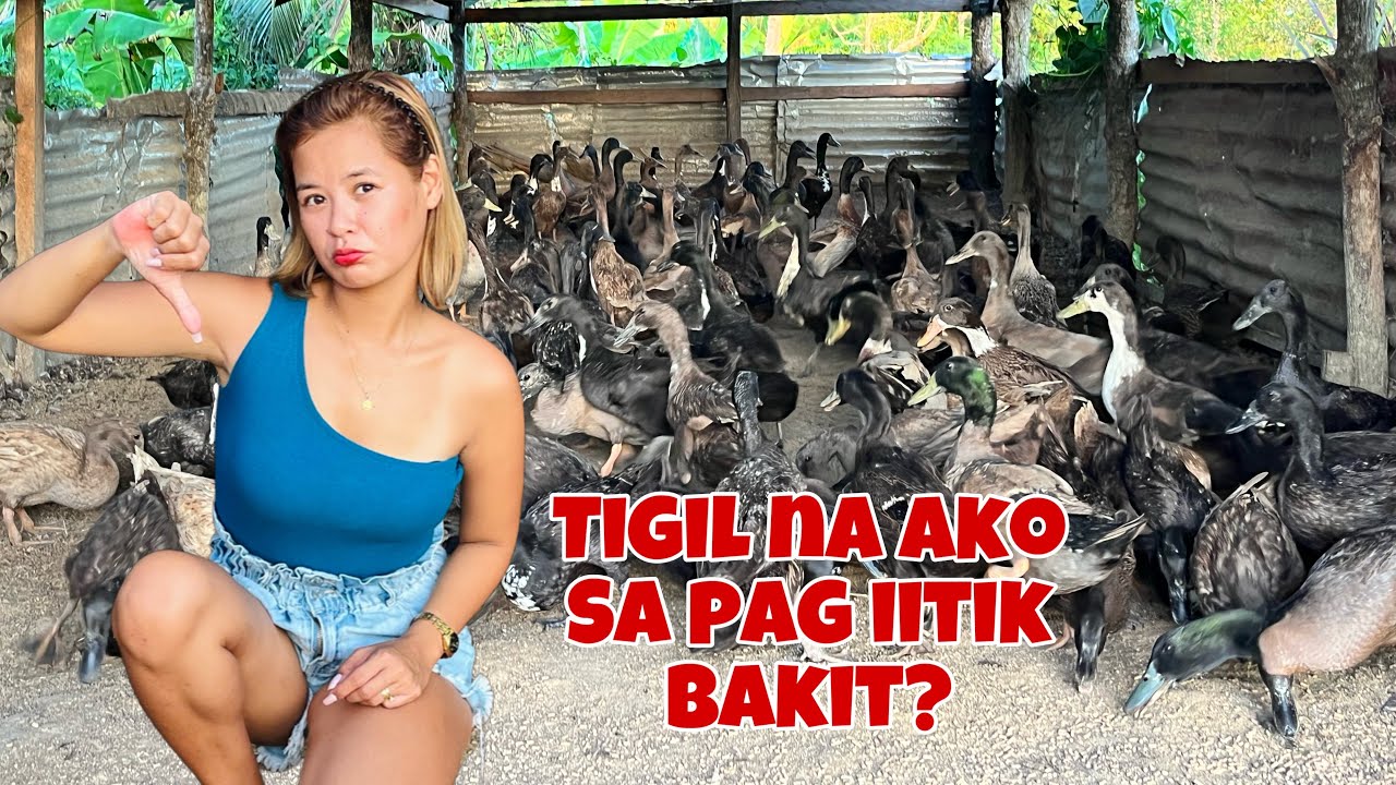 Tigil na ako sa pag Aalaga ng Itik Pinas || Ibebenta ko na lahat || Anong Dahilan?