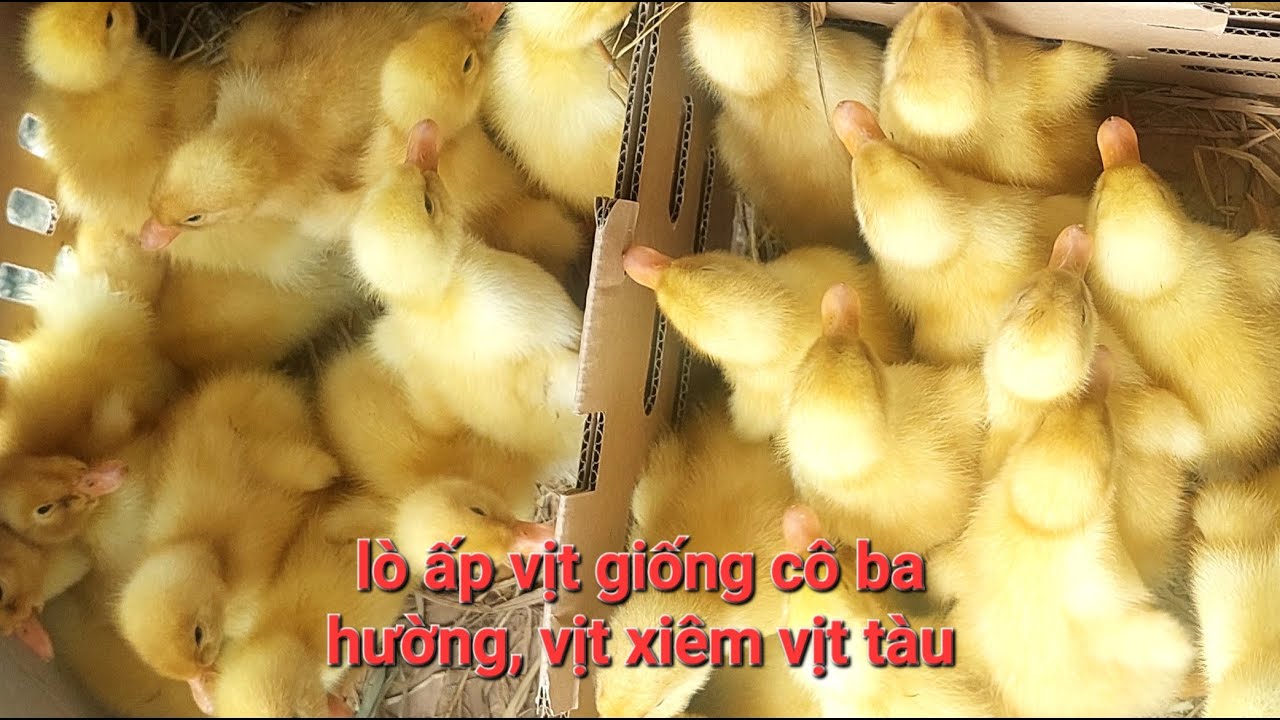 Cơ sở lò ấp vịt xiêm pháp, vịt siêu thịt, vịt hòa lan của cô ba hường luôn uy tín chất lượng