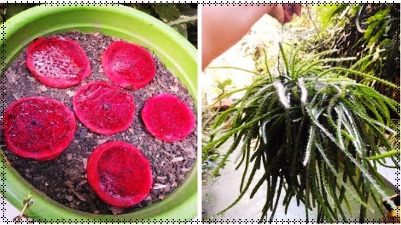 🔴 Como PLANTAR PITAYA NO VASO/ Para Ter CACTO PENDENTE 🌵🌵🌵