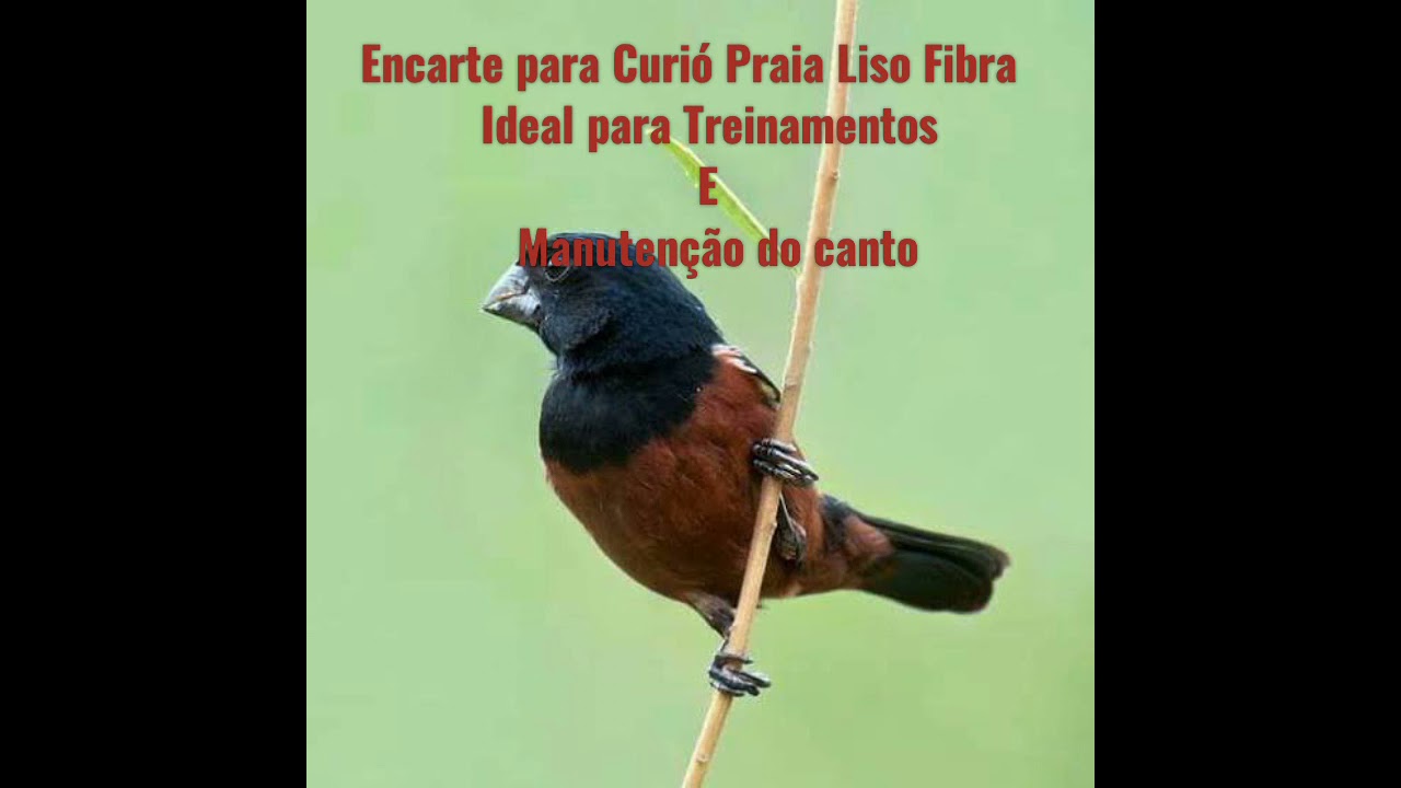 ENCARTE CANTO PRAIA LISO