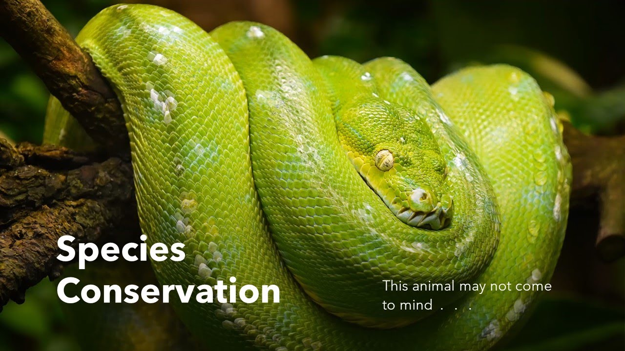 Snake Conservation: Very Brief Look