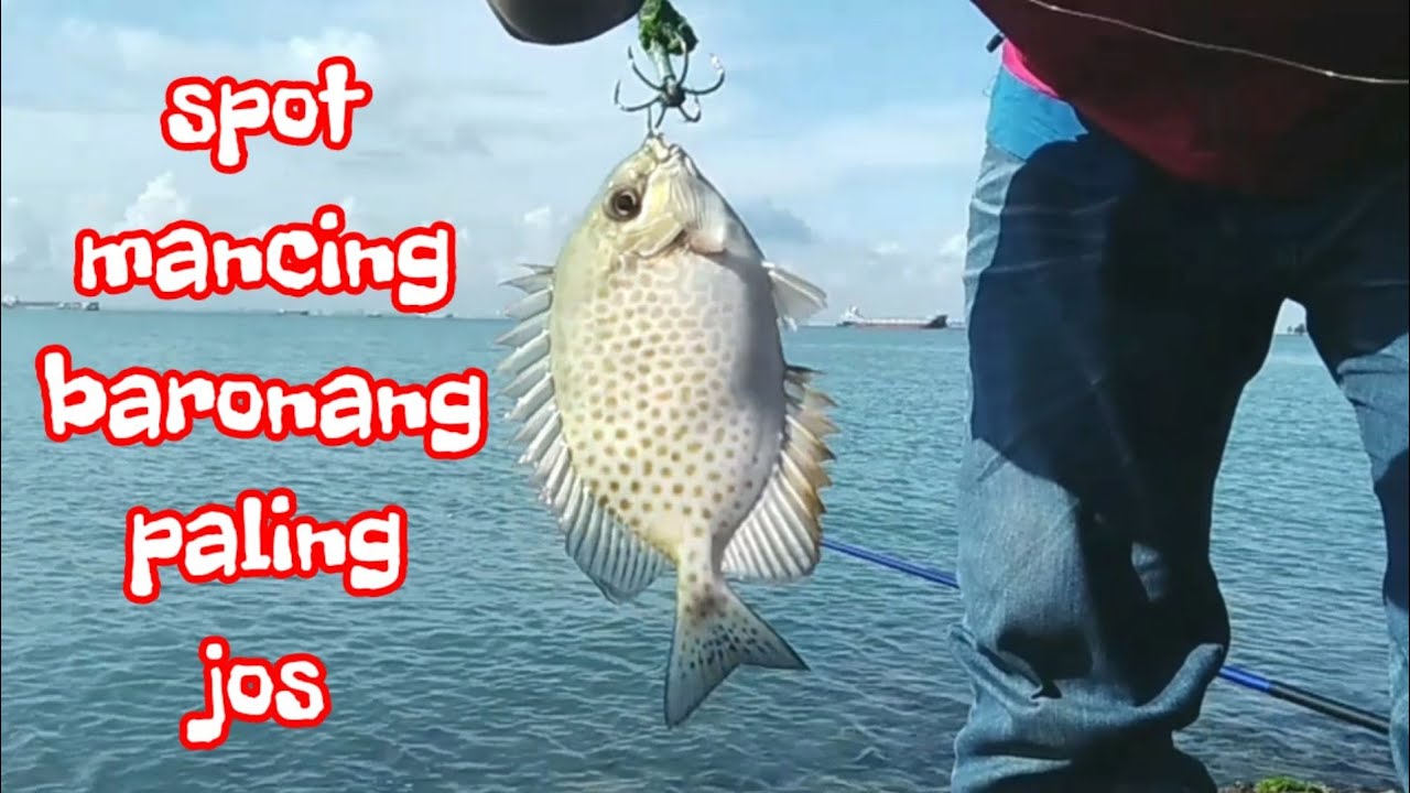 Spot mancing baronang paling jos