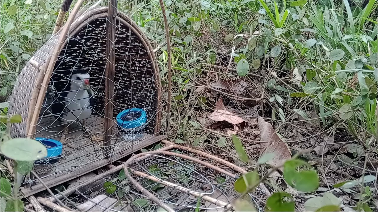 Suara burung ruak ruak jantan memanggil @EDANngalas