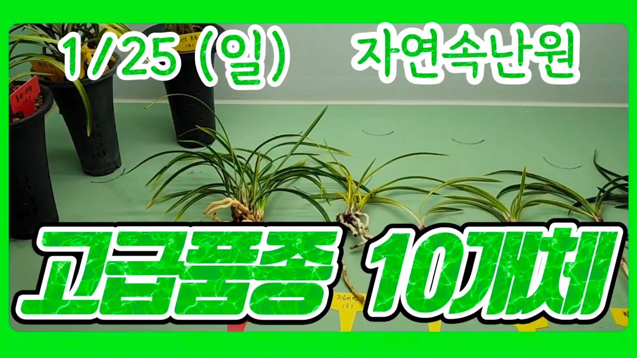 [1월 25일] 수채황화, 여추, 주금화, 복륜, 주금서반, 중투, 복륜, 황복륜, 복륜호 올려봅니다.
