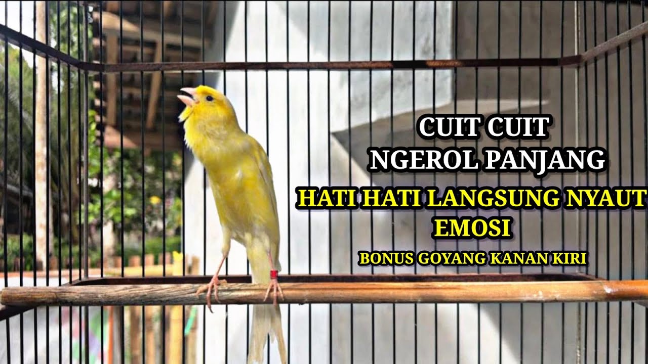 HATI - HATI LANGSUNG NYAUT ! ! KENARI GACOR CUIT - CUIT GOYANG