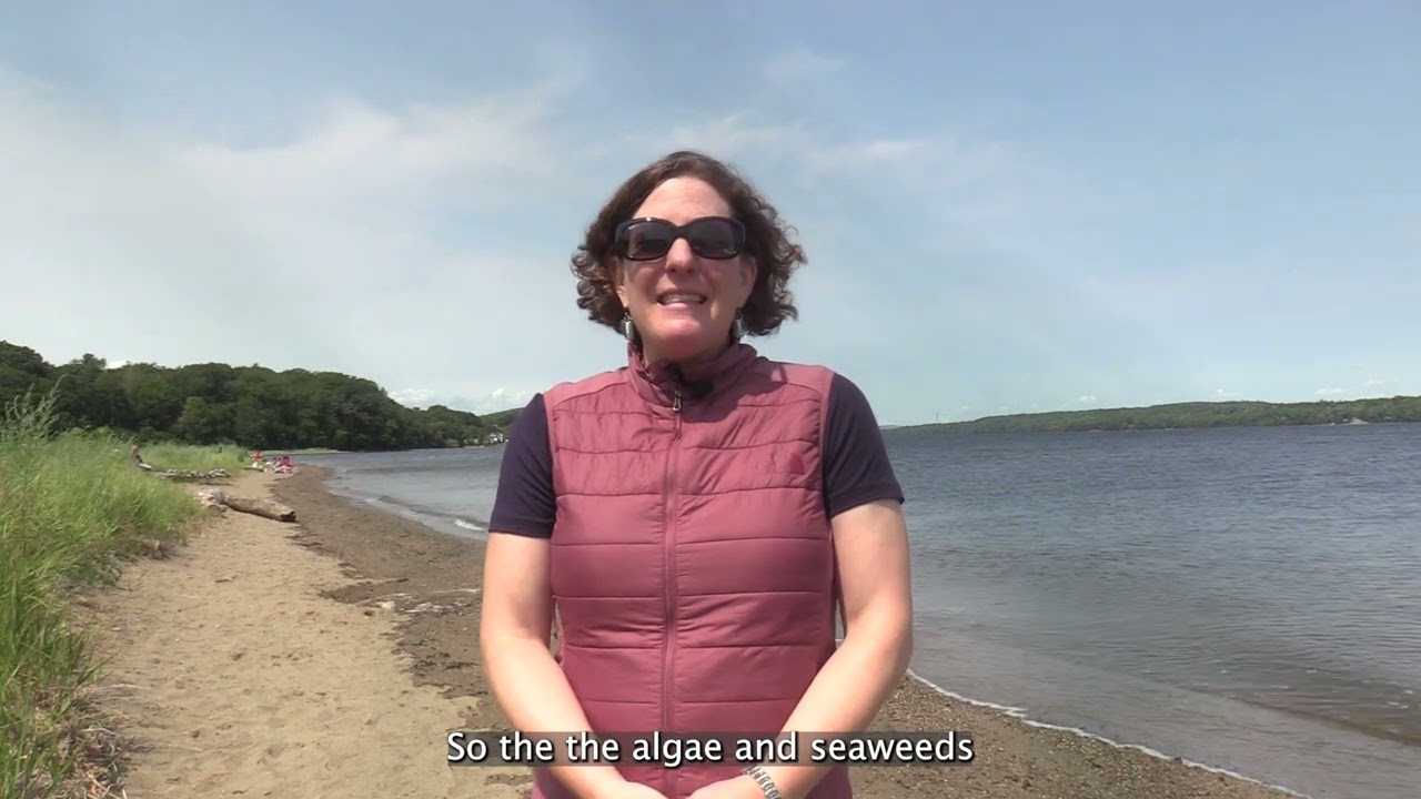 'Kelp' Us Learn: Early Earth and Seaweed