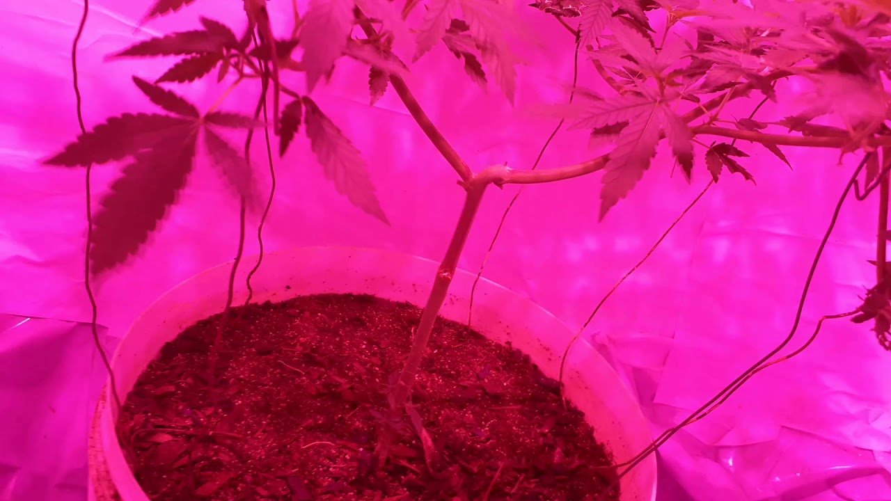 Sweet critical