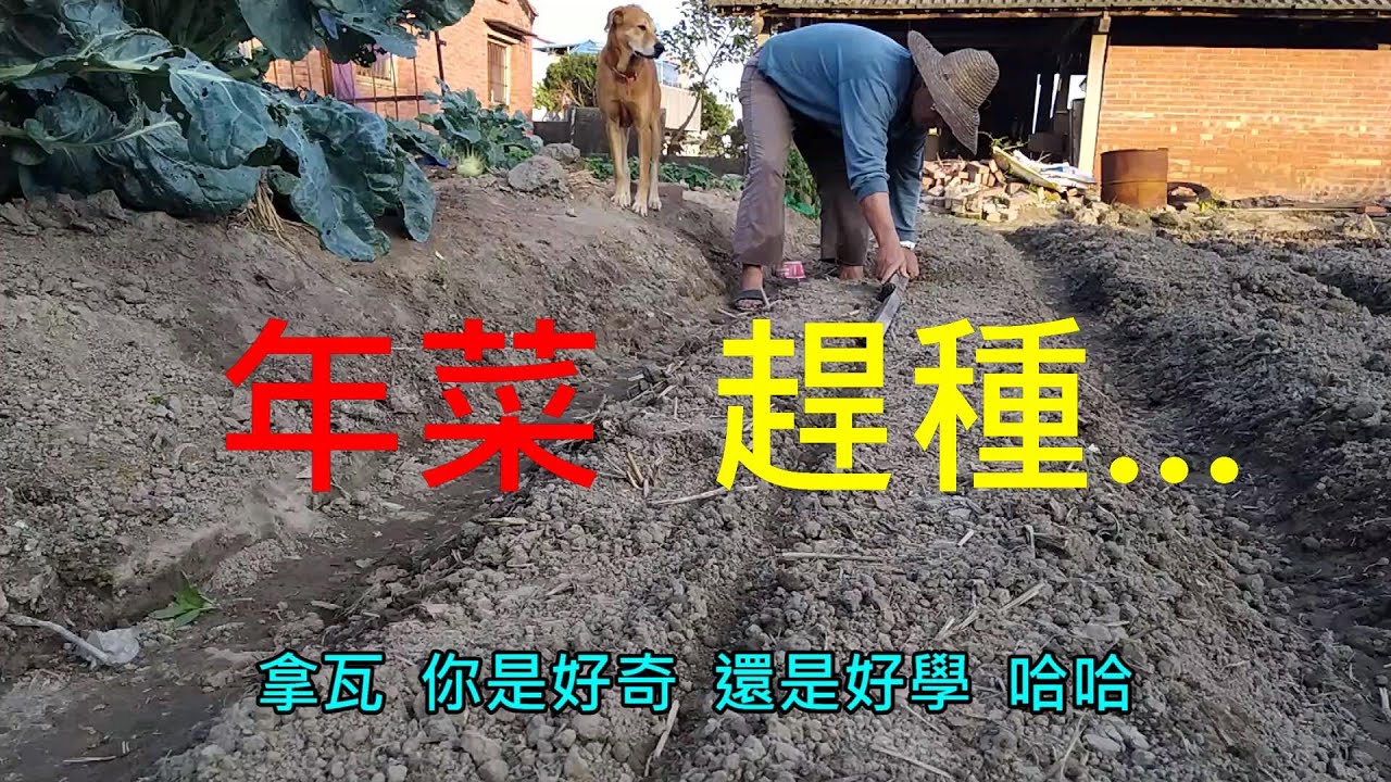 [家庭種植技巧]17 年菜趕種中 短天期的蔬菜 現在還來得及 不過 為了美觀 連菜的整齊度 也用了小技巧  這樣種出來  可以非常筆直整齊 覆土保水 也都方便