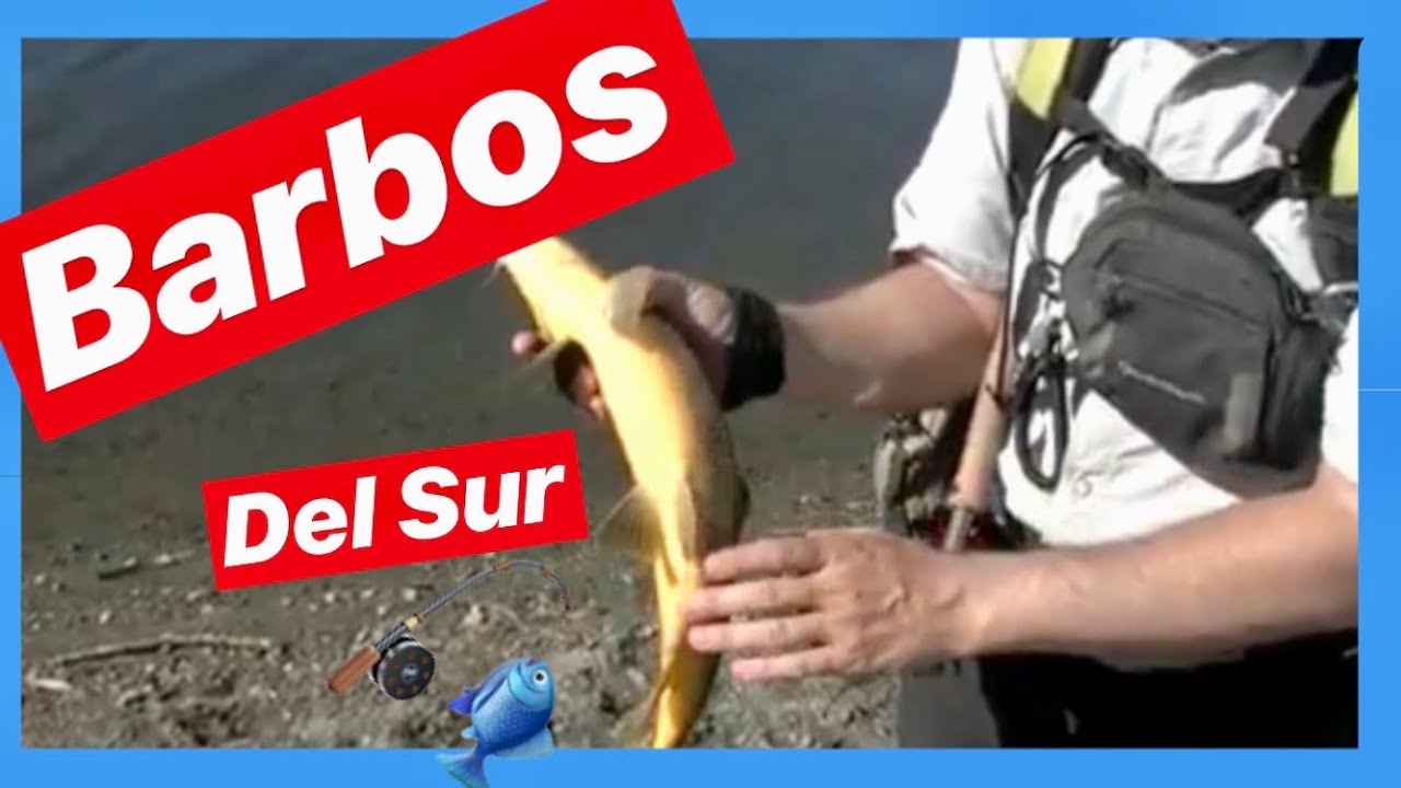 Barbos del Sur