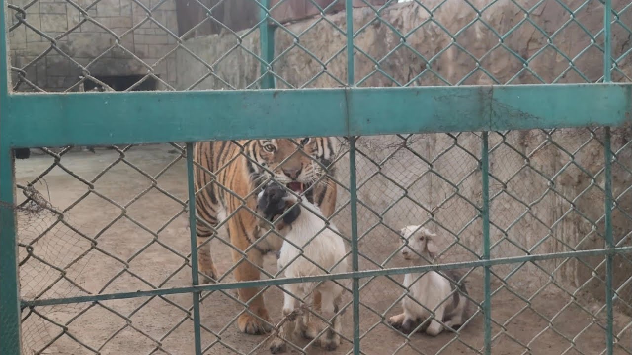 🐅 tiger wale park mein a gaye hein 😳 