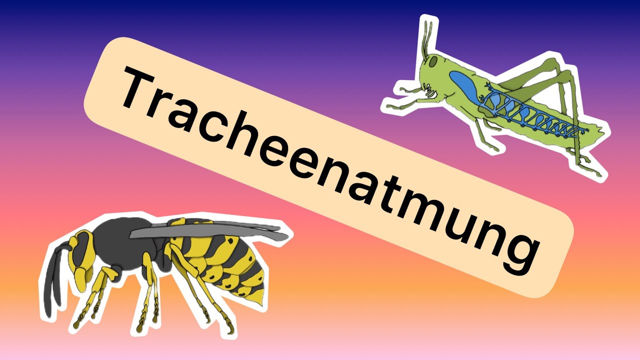 Die Atmung der Insekten (Tracheen)