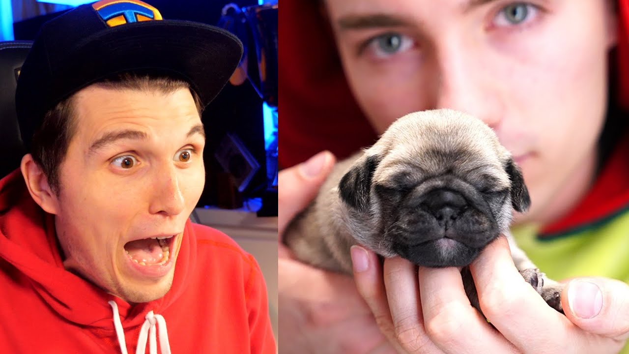 Paluten REAGIERT auf Mexify ´s HUNDE WELPEN sind da!
