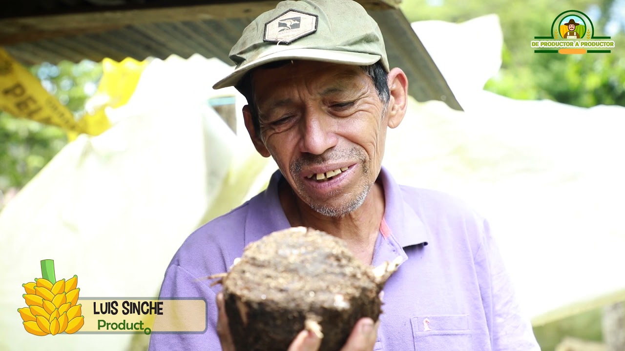 DE PRODUCTOR A PRODUCTOR - CURSO DE MANEJO DE CULTIVO DE PLÁTANOS (tercera parte)