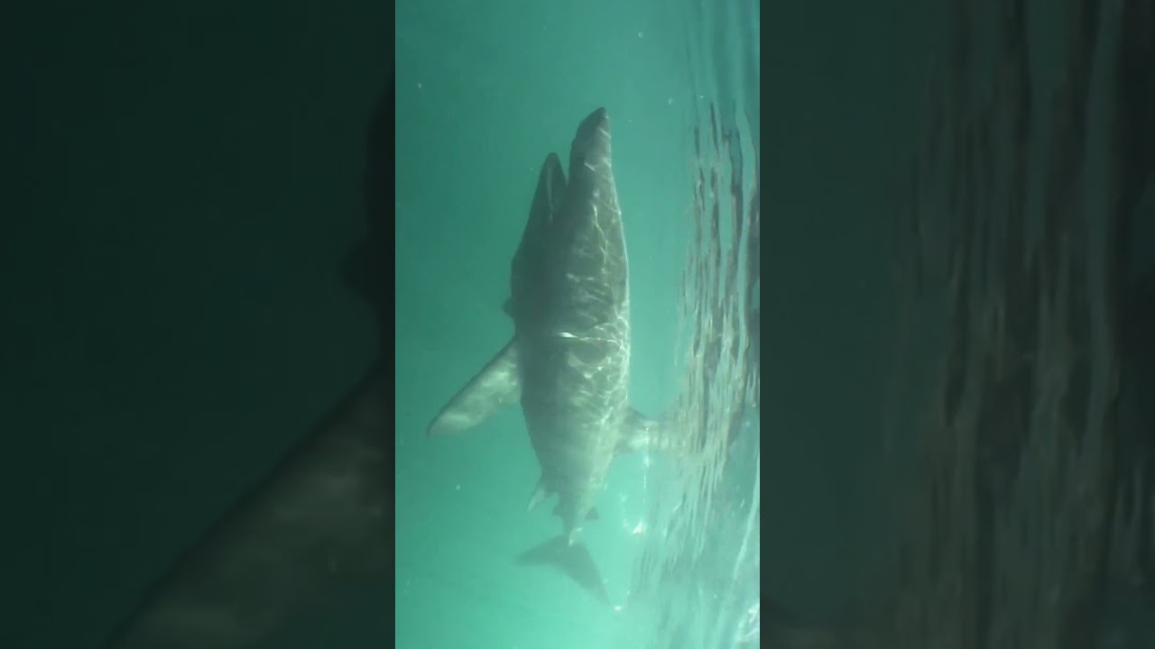 O famoso boca aberta - Tubar&atilde;o Frade #tubar&atilde;o #frade #oceano #mundoanimal #animais #gigante