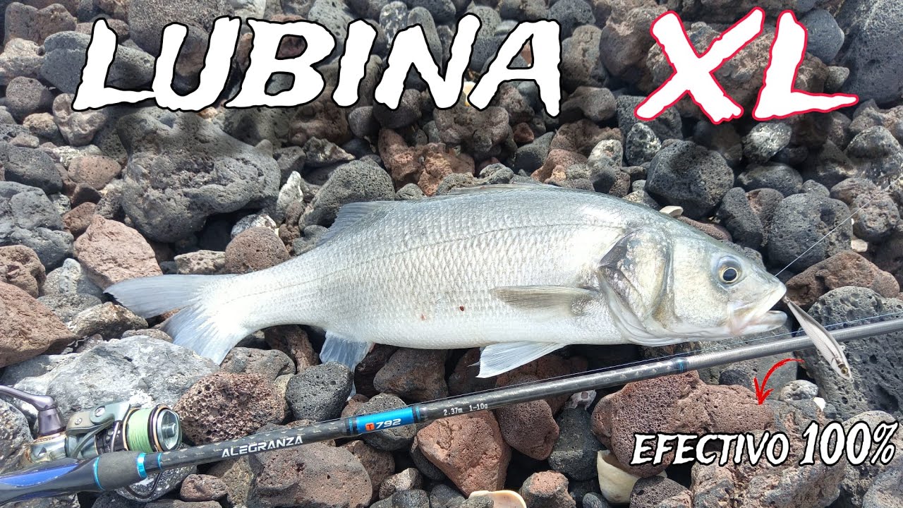 Pesca de Lubina XL Con Caña de Rockfishing Playa de ROCAS canarias