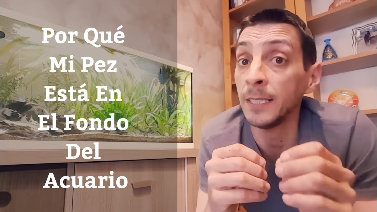 🔵 Porque Mi Pez Está En El Fondo Del Acuario O Se Esconde,Porque Mi Pez No Nada (Acuarios MB)