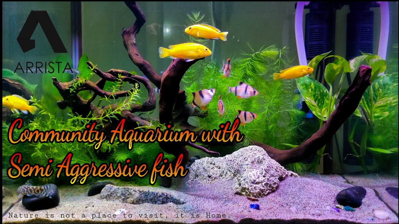 Community Aquarium with Semi Aggressive fish 2022 || Arrista Studio