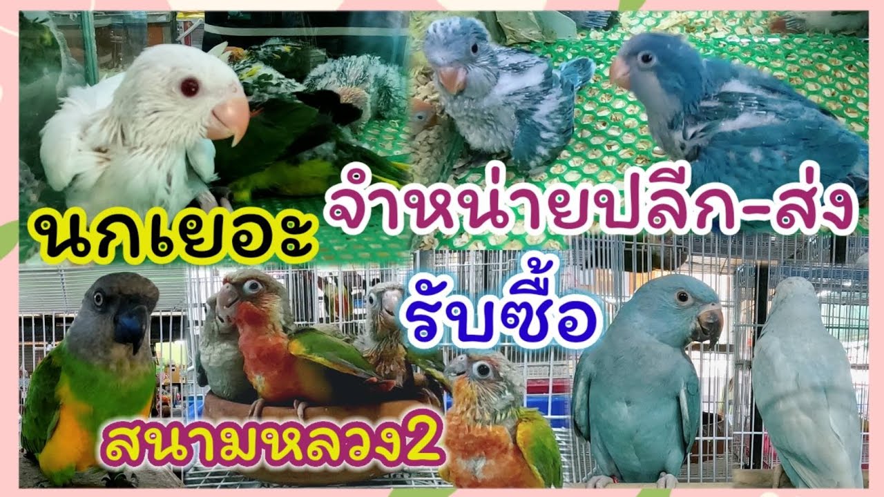 นกเยอะ จำหน่ายปลีก-ส่ง รับซื้อนก สนามหลวง2 ร้านลุงชัย