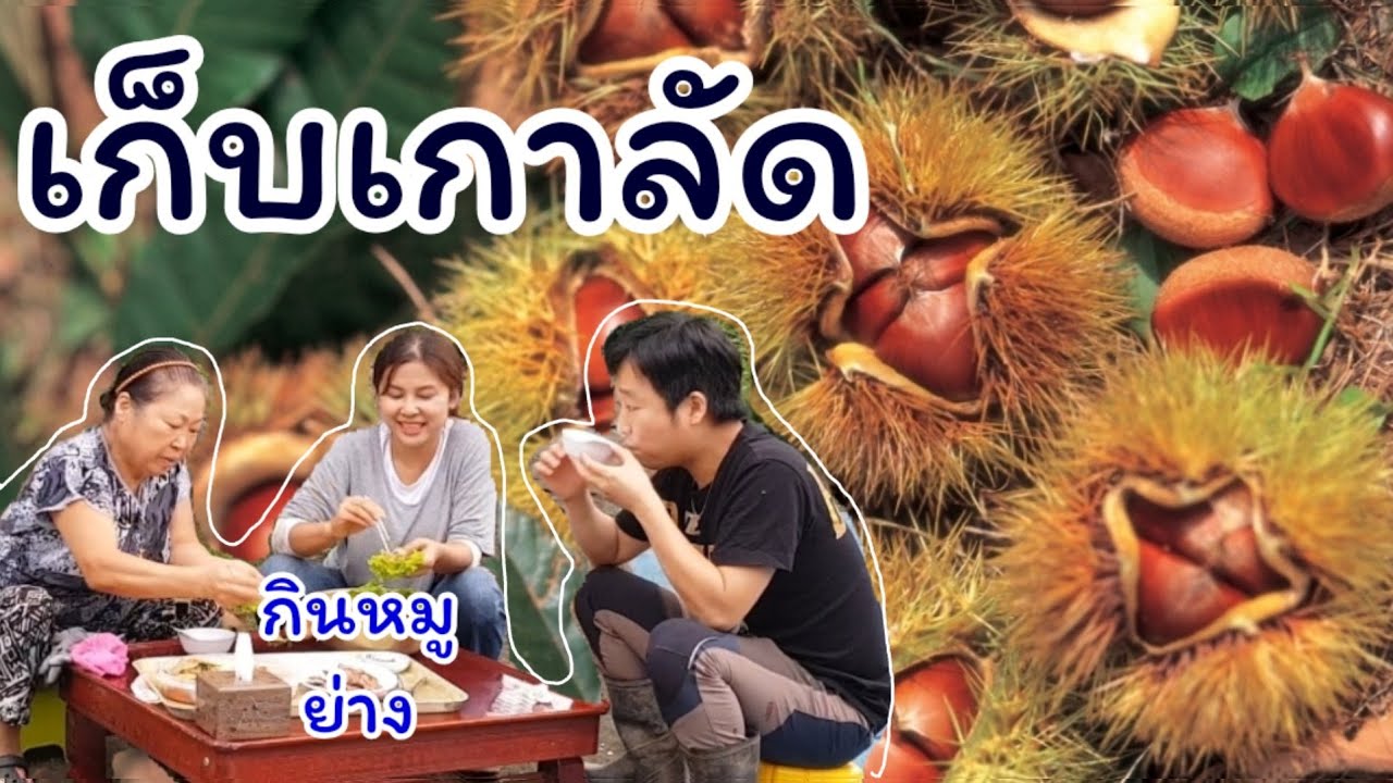 เก็บลูกเกาลัด EP.209 เผาลูกเกาลัดกินเเละต่อด้วยย่างหมู สะใภ้เกาหลี by Korean
