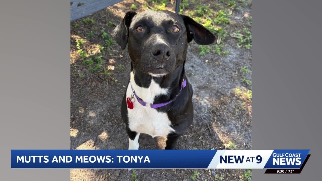 Mutts and Meows: Meet Tonya