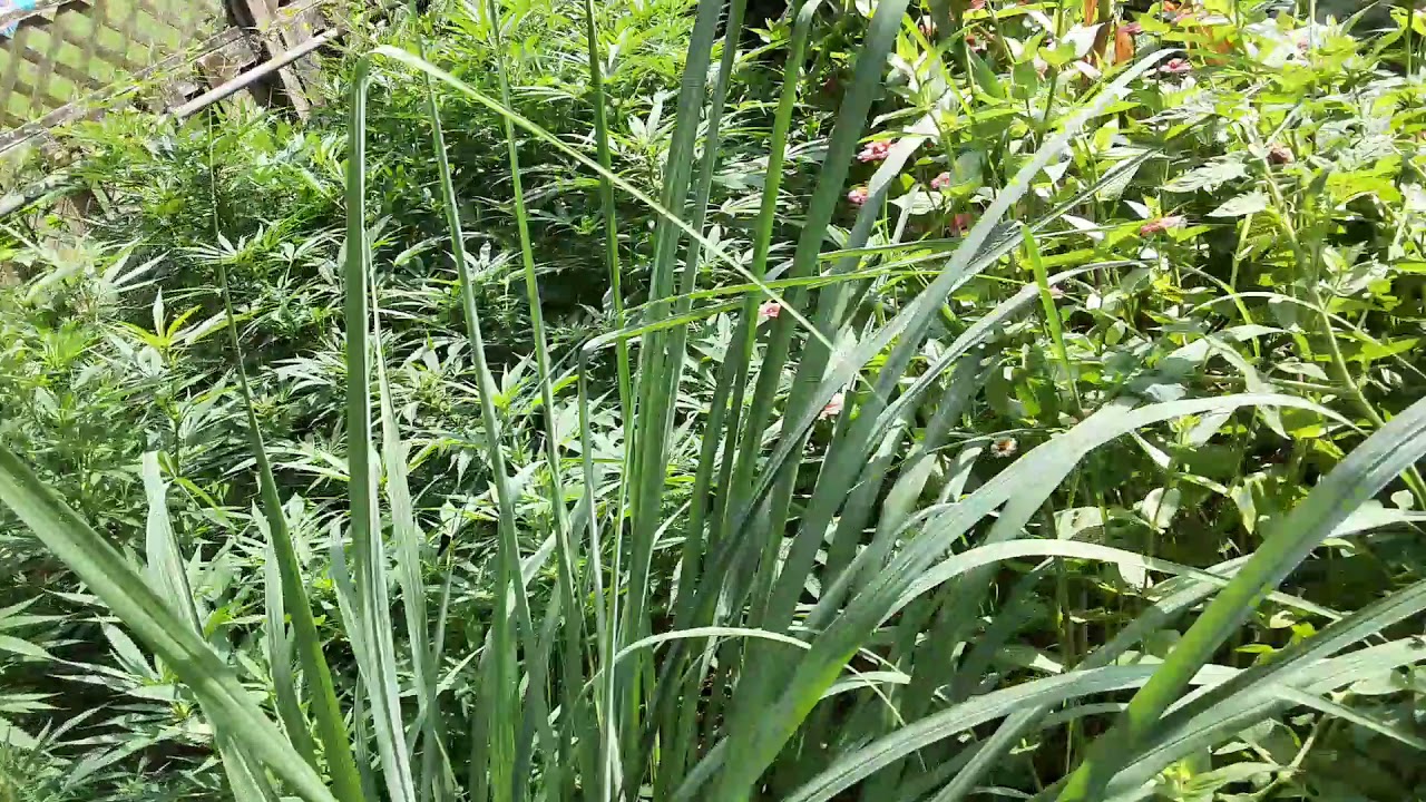 Outdoor Grow Update (Acapulco Gold, Tangerine Dream, Super Silver Haze, Hawaiian Haze)