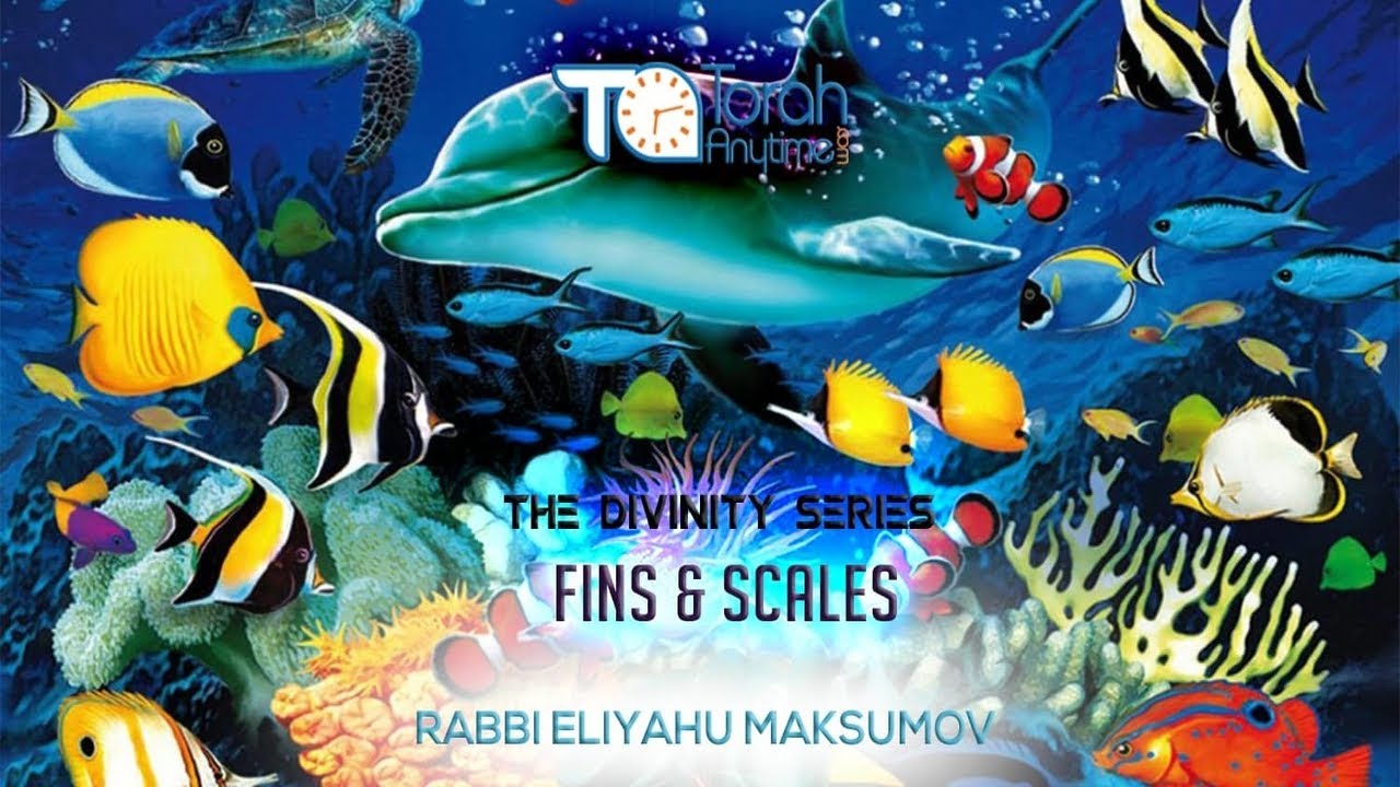 Rabbi Eliyahu Maksumov - Divinity Series - Torah & Science - Fins & Scales