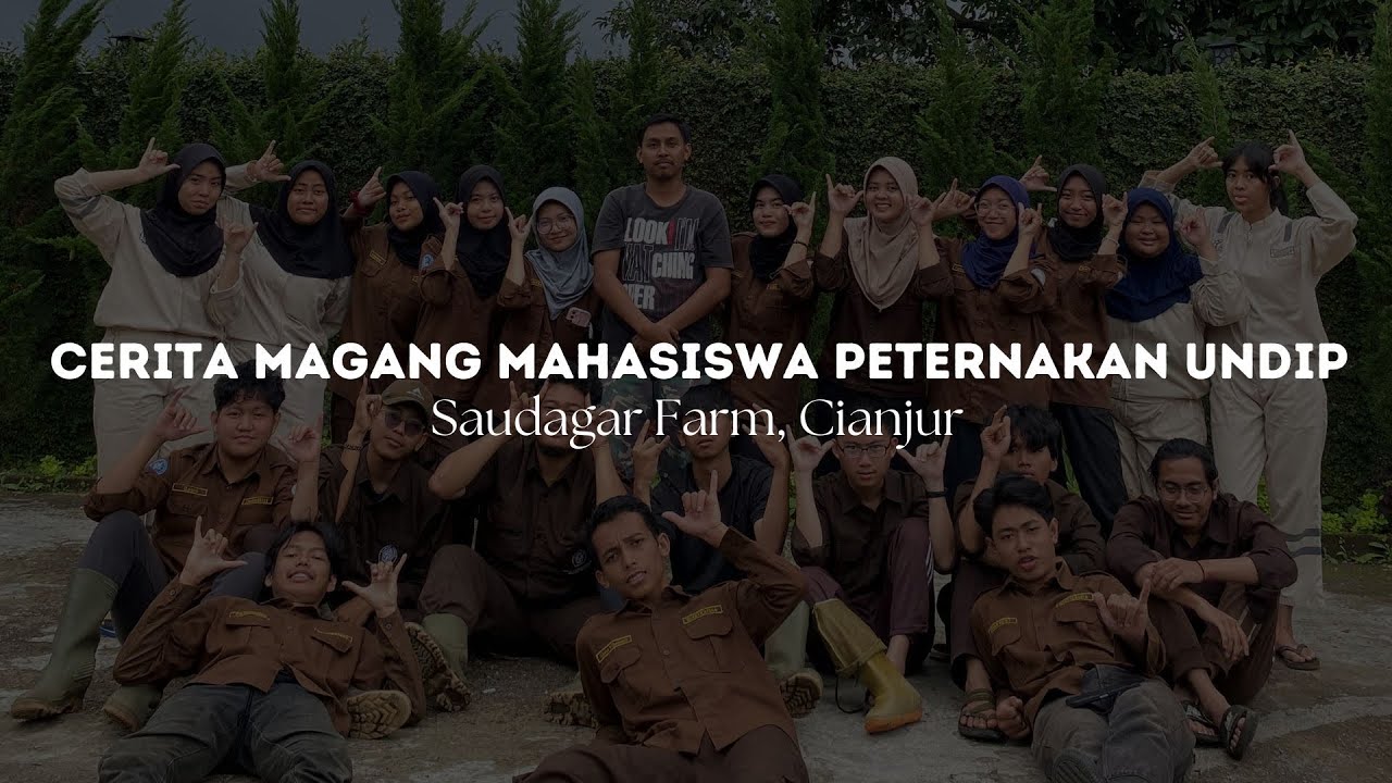 Cerita Magang Mahasiswa Peternakan UNDIP | Saudagar Farm